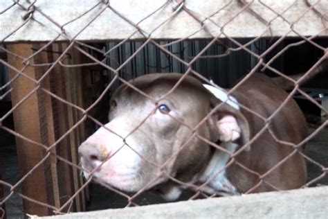 Waspada Rabies 27 Warga Kota Ambon Jadi Korban Gigitan Anjing ANTARA