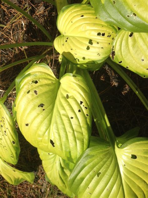 Hosta Damage