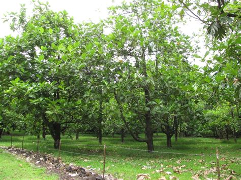 Caracteísticas Y Cuidados Del árbol Del Pan Todo Árboles