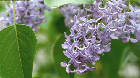 21 Types Of Trees With Purple Flowers For Your Home Or Garden