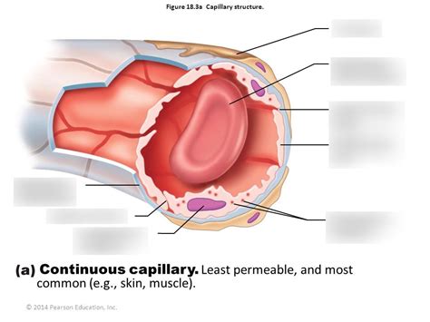 capillary structure Diagram | Quizlet