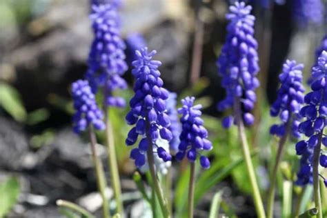 How To Plant Muscari Bulbs (Grape Hyacinth Planting Guide) - Farmhouse ...