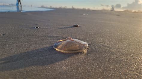 Veja Qual Praia Do Litoral Norte Apresenta Maior Ndice De Les Es Por