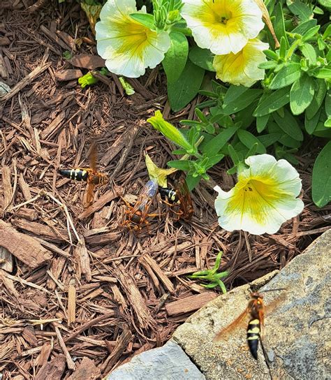 Cicada Killer Wasps Are Scary But Good Maryland Grows