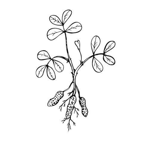 Premium Vector Hand Drawn Vector Line Illustration Of Peanut Plant