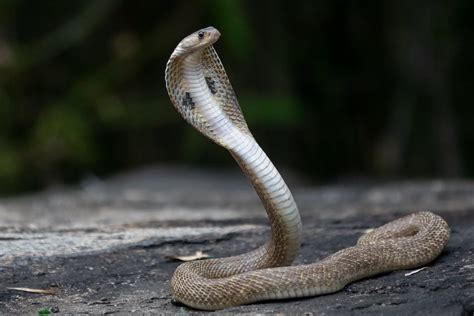 Desvendando o mistério Sonhar cobra píton