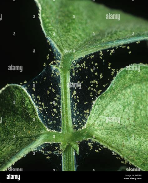 Two spotted spider mite Tetranychus urticae webbing damage to leaves ...