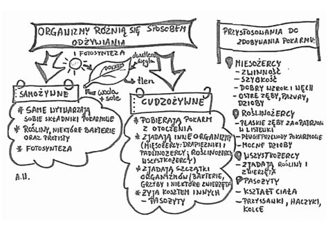 Organizmy R Ni Si Sposobem Od Ywiania Z Oty Nauczyciel