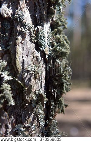 Pine Bark Moss Image Photo Free Trial Bigstock