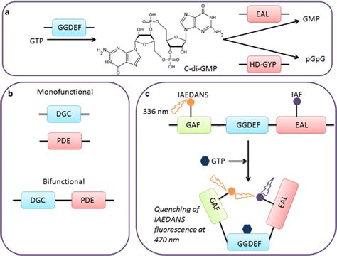 C Di Gmp Metabolism In Bacteria A Synthesis And Hydrolysis Of Download Scientific Diagram