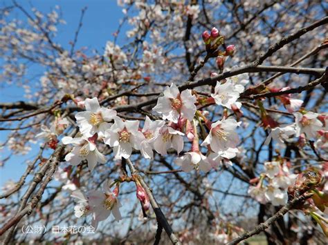 奥丁字桜 桜図鑑｜公益財団法人日本花の会