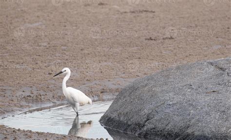 big white sea bird walking on water beach for finding animal food in