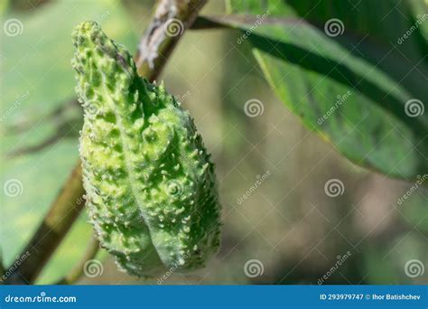 Green Pods Of Asclepias Syriaca With Seeds Close Up Common Milkweed