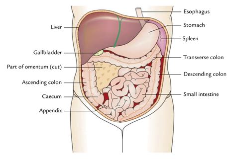 Abdominal Cavity Anatomy, Organs Functions Britannica, 58% OFF