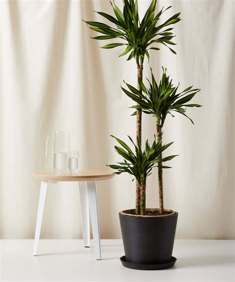 Dracaena Rikki Cane Charcoal Bloomscape Havenly