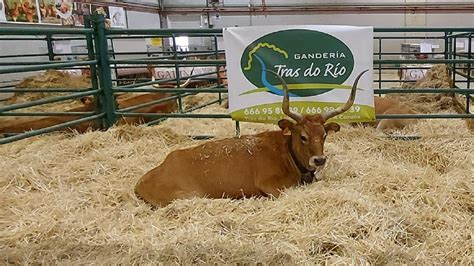 La Mejor Vaca De Raza Cachena De La Semana Verde De Silleda Es De