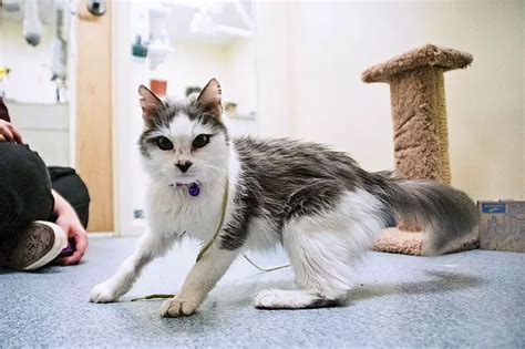 Toothless Cat is Resident Hero at this Animal Clinic – The Purrington Post