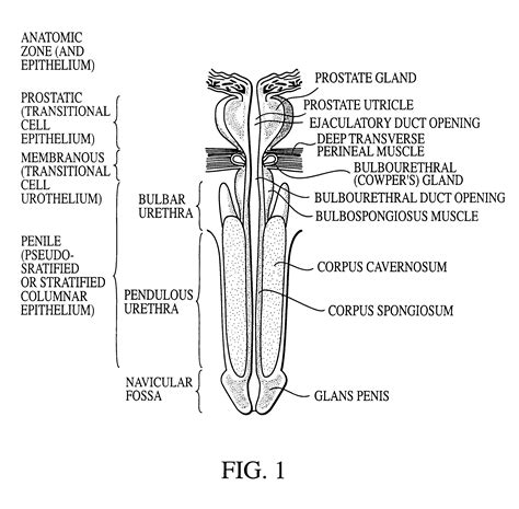 Patent Us6559184 Methods And Compositions For Treating Male Erectile