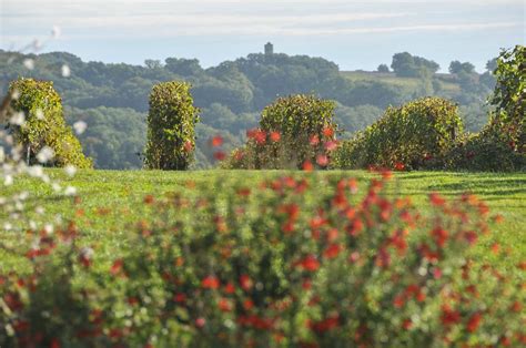 Domaine Sergent Maumusson Laguian Tourisme Vignoble Visite Guid E