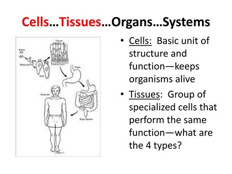 Ppt Cells Tissues Organs And Systems Powerpoint