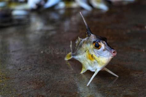 Triacanthus Biaculeatus Helicopter Tripod Fish On Ground In Nice Blur