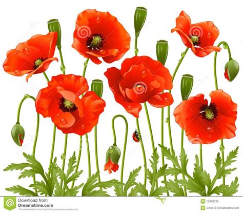 Illustration About Vector Spring Flowers Red Poppys Illustration Of