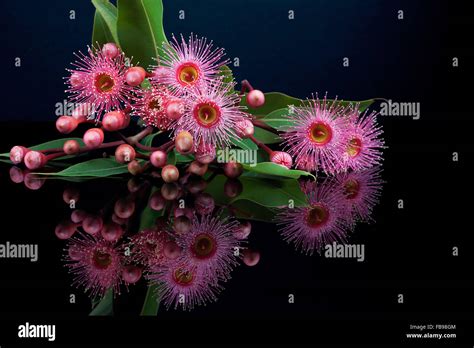 Elegant Bouquet Of Pink Eucalyptus Flowers Buds And Leafs With