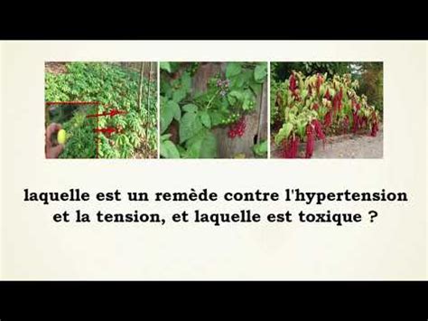 Le Livre Perdu des Plantes Médicinales YouTube