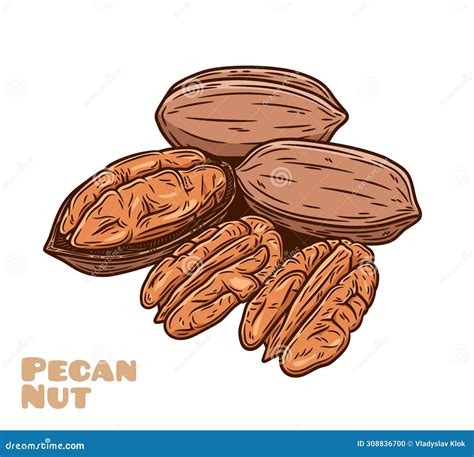 Vector Pecan Nut Logo CartoonDealer 308836715