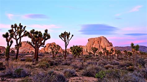 Visita Reserva Nacional Mojave En California Tours And Actividades