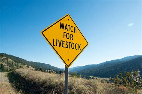 Watch For Livestock By Stocksy Contributor Ronnie Comeau Stocksy