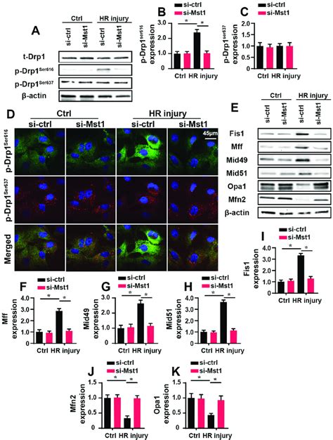 Mst Regulates Mitochondrial Fission Via Promoting Drp Phosphorylation