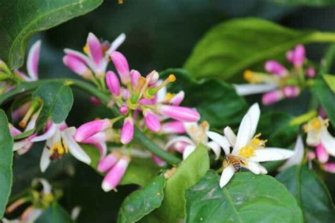 Variegated Pink Lemon Tree - Minneopa Orchards