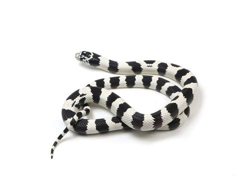 2023 Male Banded Black and White California King Snake – New England ...