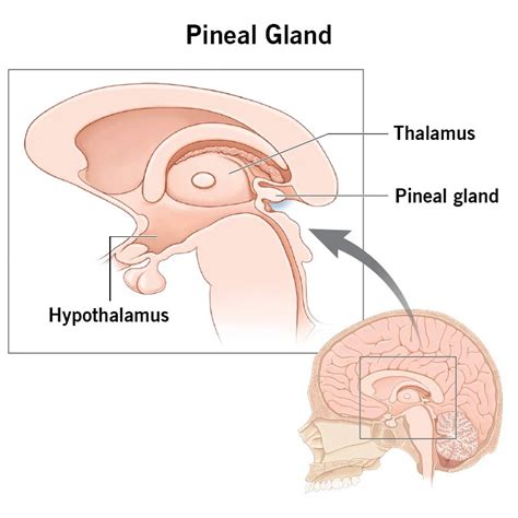 Pineal Gland: What It Is, Function & Disorders (2023)