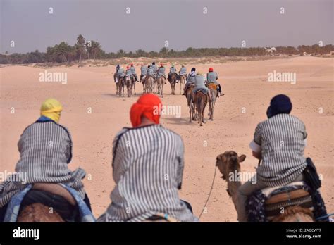 Caravane De Chameaux Dans Le Désert Du Sahara En Tunisie Lafrique