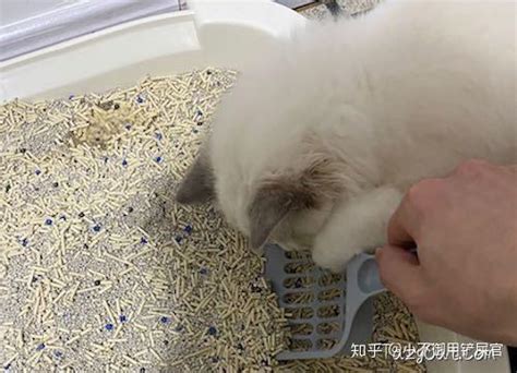 猫咪为什么喜欢看我铲屎？ 知乎