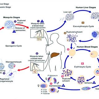 The Malaria Parasite Life Cycle Sporozoites Infect Liver Cells And