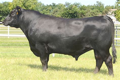 Sires Hopewell Farms Angus Angus Cattle In Missouri