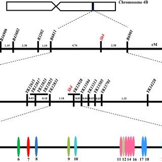 Fine Genetic Linkage Map Of The Spot Blotch Resistance Gene Sb Sb