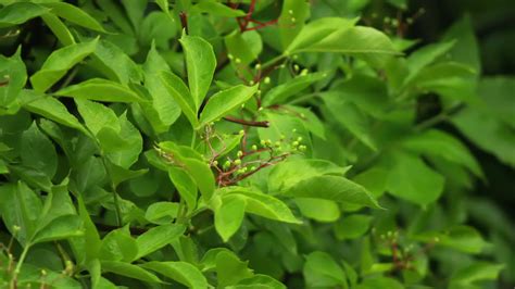 raindrops falling on leaves 13551644 Stock Video at Vecteezy