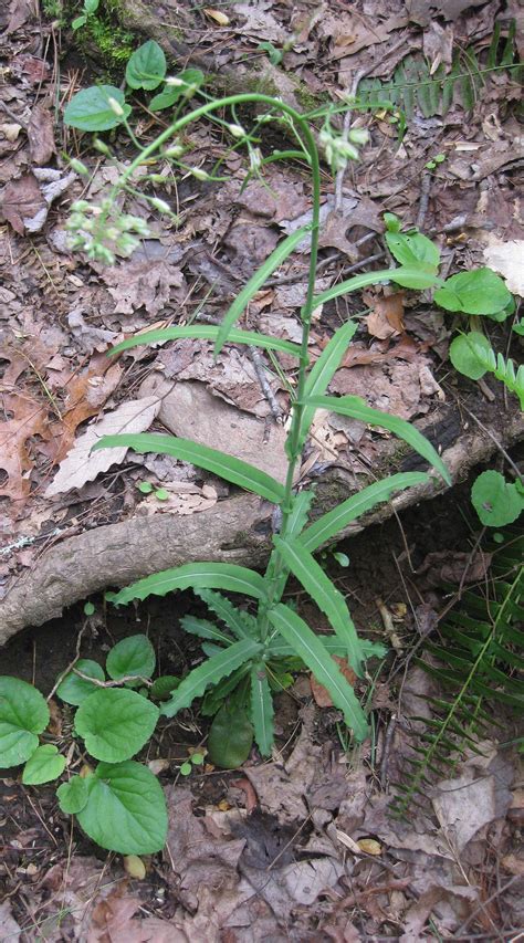 Plants North Carolina Native Plant Society