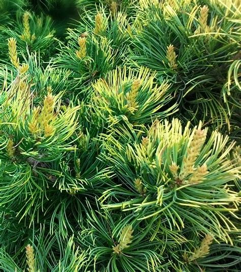 Pinus Parviflora Goldilocks Variegated Dwarf Japanese White Pine Kigi Nursery