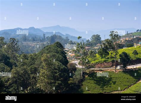 Nuwara Eliya tea fields of Sri Lanka Stock Photo - Alamy