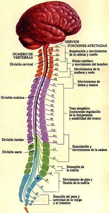 Sistema Nervioso