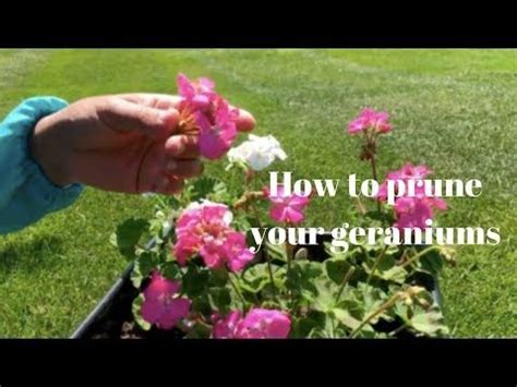 Pruning and trimming Geraniums - YouTube | Geraniums, Pruning geraniums ...