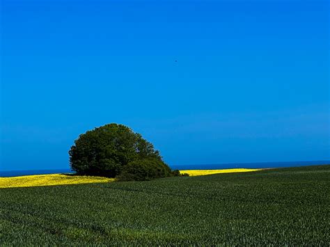 Sea Oilseed Rape Landscape Free Photo On Pixabay Pixabay