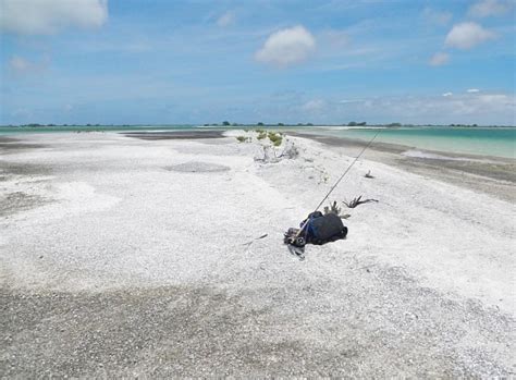 Фото острова Рождества (81 фото)