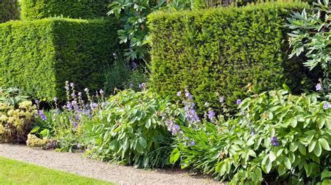 Bodendecker unter Hecke Schützen Sie Ihre Beete vor Unkraut Hedging