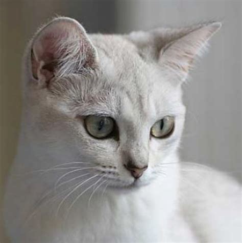 Burmilla Cat Breed photos.JPG